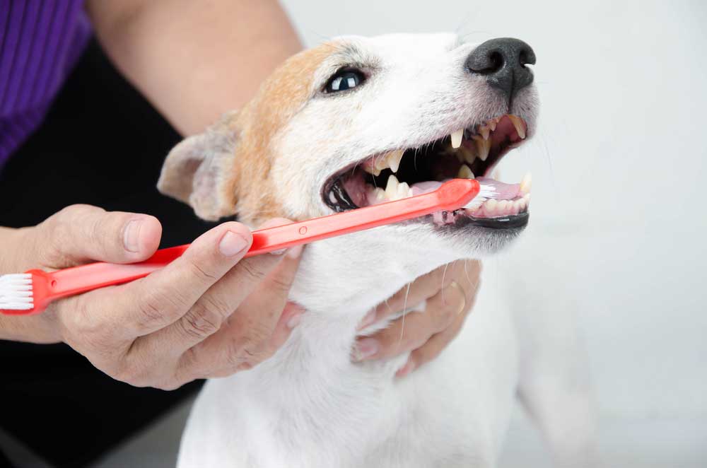 Pet Dental Care FAQ